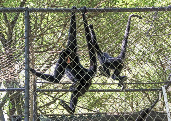 Macaco Aranha de Cara Preta, Fundação Parque Zoológico de S…