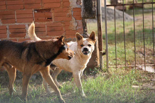 Princípio da insignificância não se aplica em caso de maus-tratos em animais