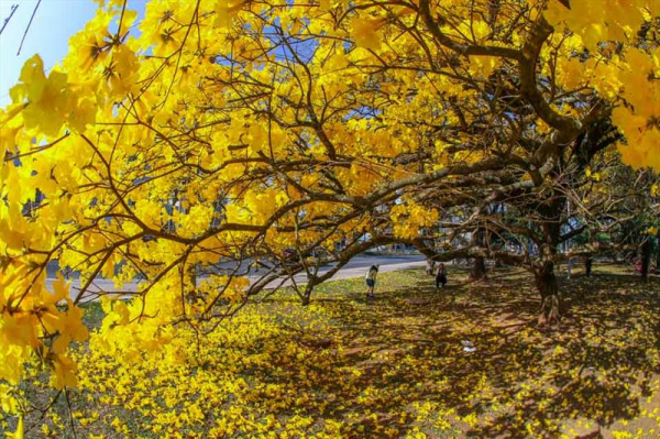 Florada de ipê amarelo da Rodoviária é atração turística - Bem Paraná