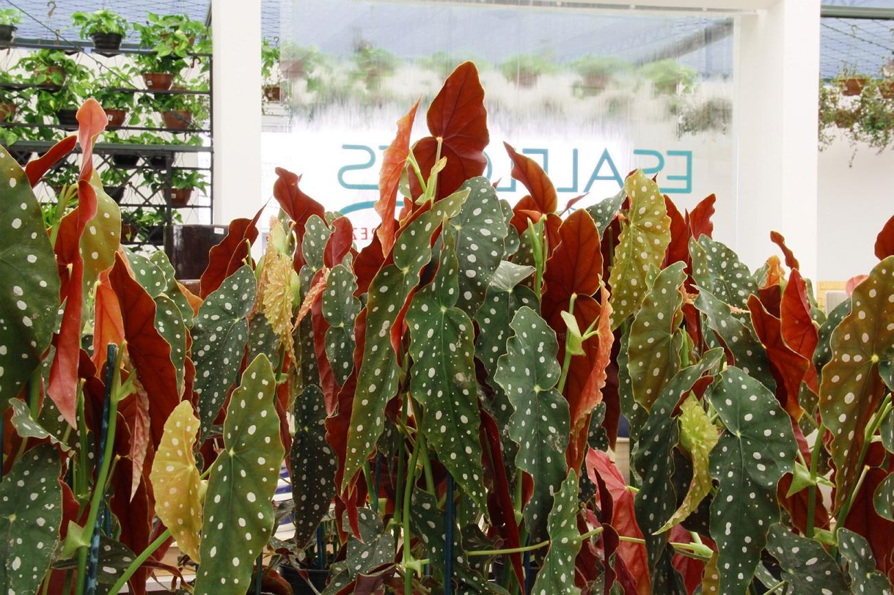 Floricultura de Curitiba promove Festival de Begônia Maculata com plantas  custando R$ 13,90 - Bem Paraná