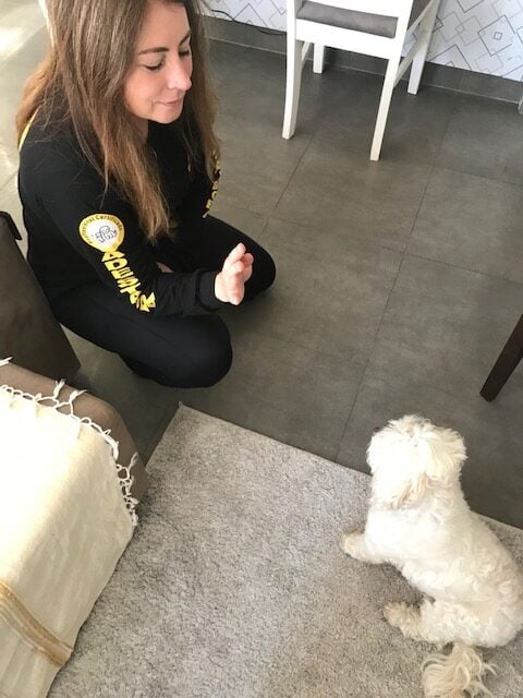 Adestramento positivo educa sem dor apenas com recompensas,. De carinho a petiscos. A melhor forma de ensinar o seu pet.