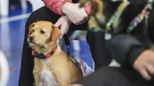 Cão com guia a espera de exames no programa municipal de castração gratuita de cães e gatos.