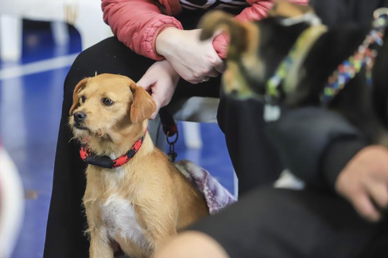 Cão com guia a espera de exames no programa municipal de castração gratuita de cães e gatos.