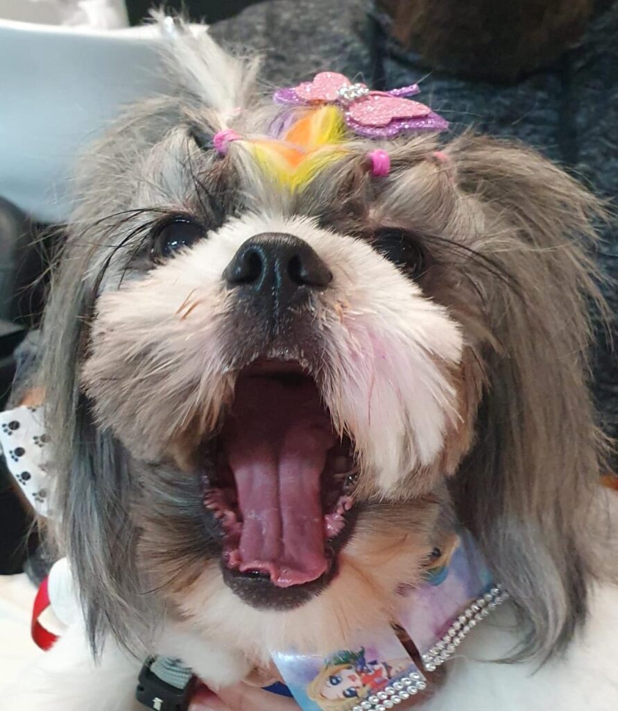 Luliu, a shitzu, mostra que não tem bafinho. Está com a limpeza em dia