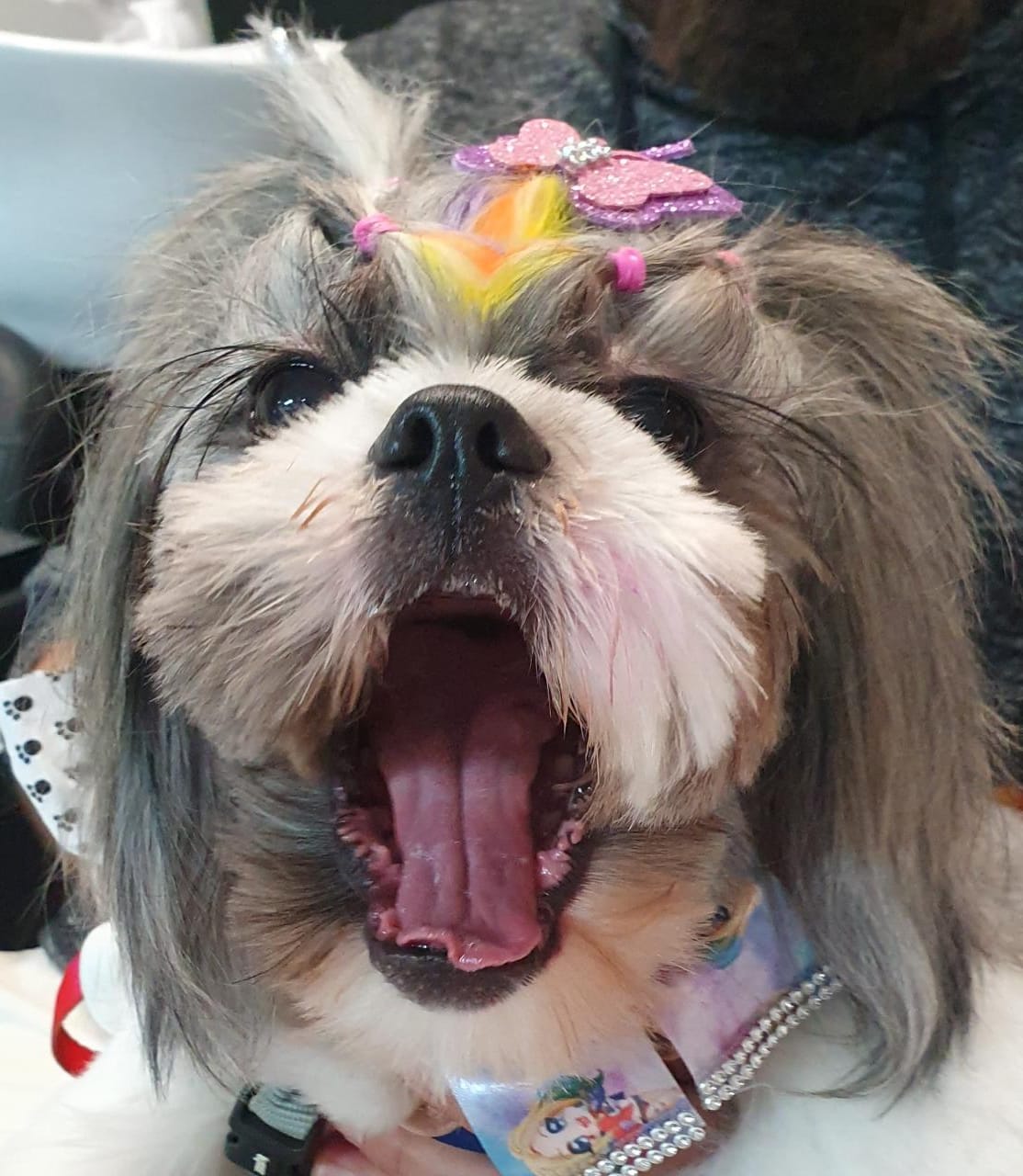 Luliu, a shitzu, mostra que não tem bafinho. Está com a limpeza em dia