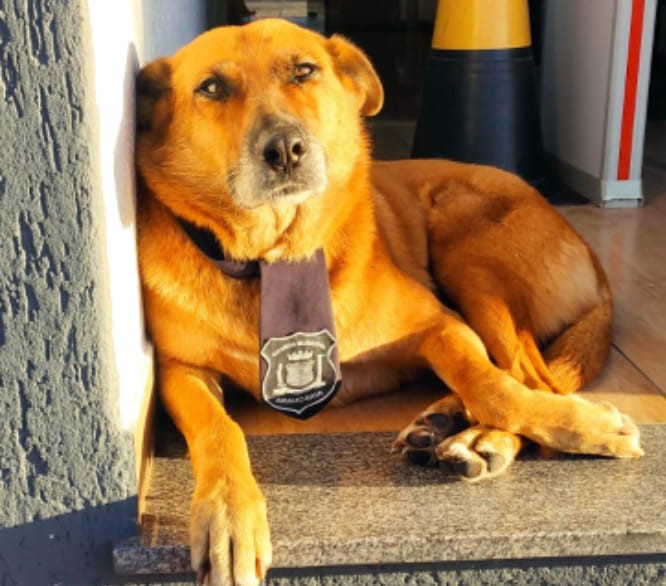 Cachorra foi atropelada e acolhida pela Guarda