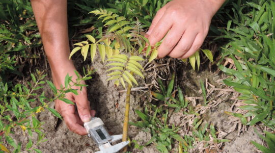 Foram envolvidas mais de 200 propriedades localizadas em áreas de Floresta com Araucária e Campos Naturais