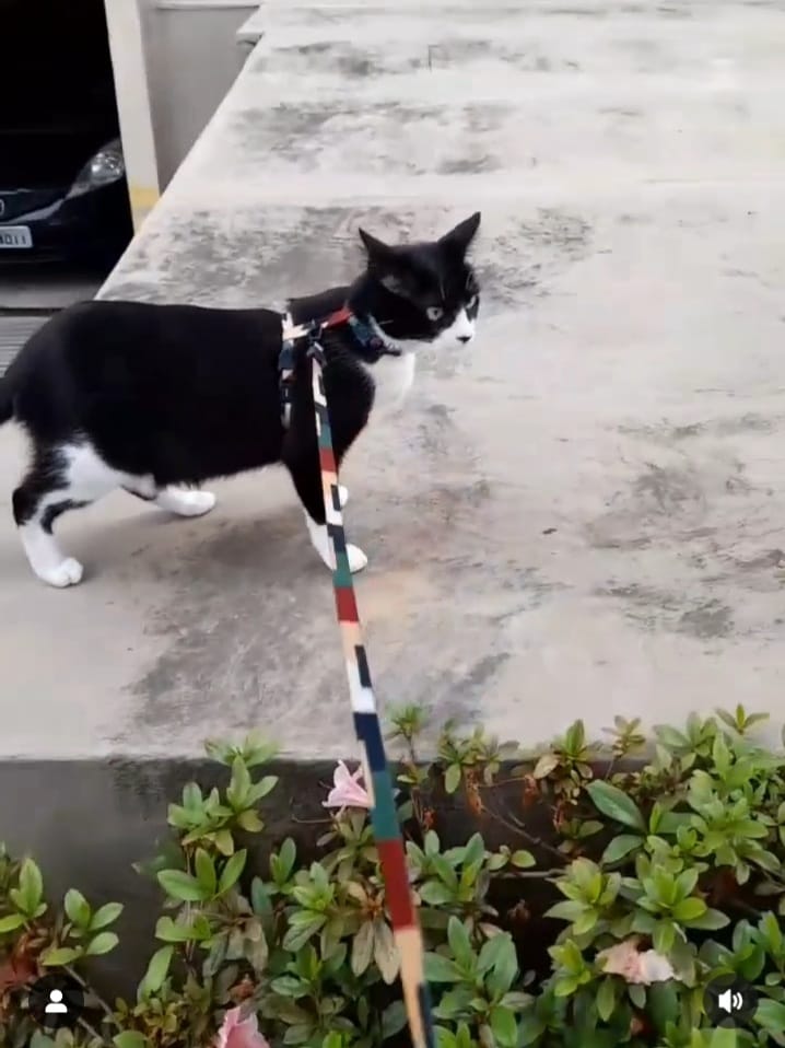 Gatos podem passear de guia e coleira. Especialista dá dicas 