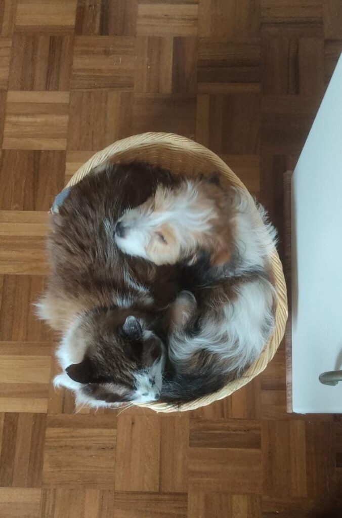 Gato e cachorra convivendo pacificamente
