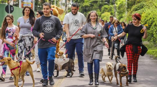 Cães