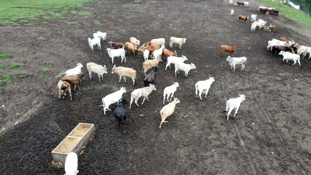 VACAS REBANHO GADO PASTO