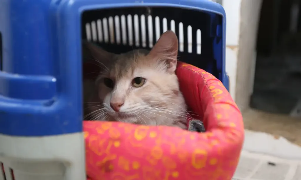 Gato