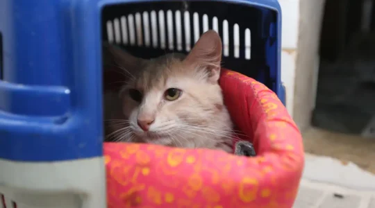 Gato