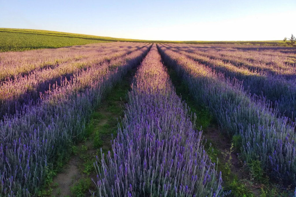 LAVANDA