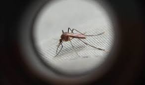 dengue boletim sesa