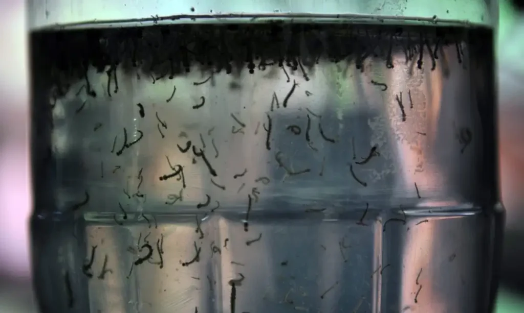 dengue dia d