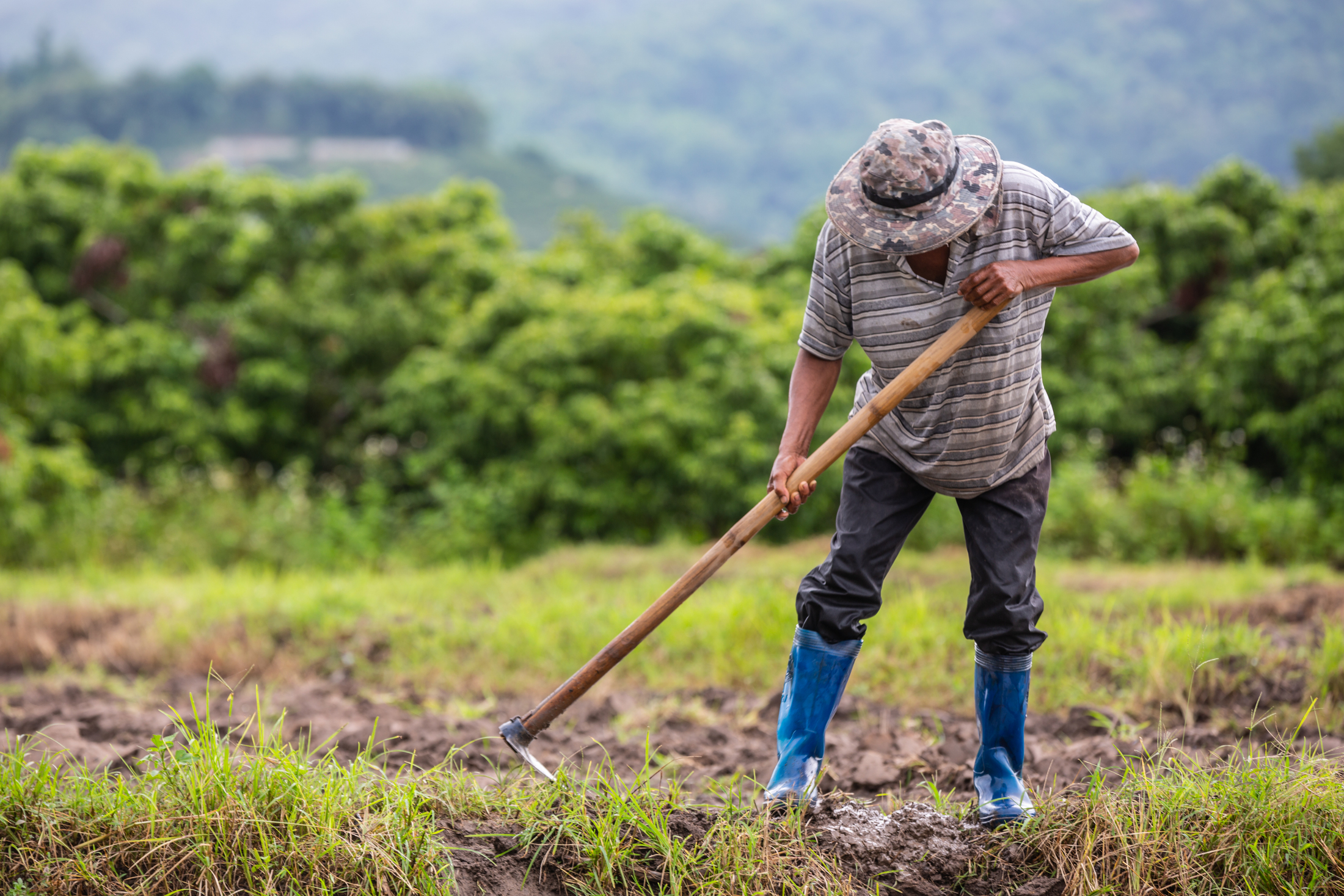 A male farmer who is using a shovel to dig the soil in his rice