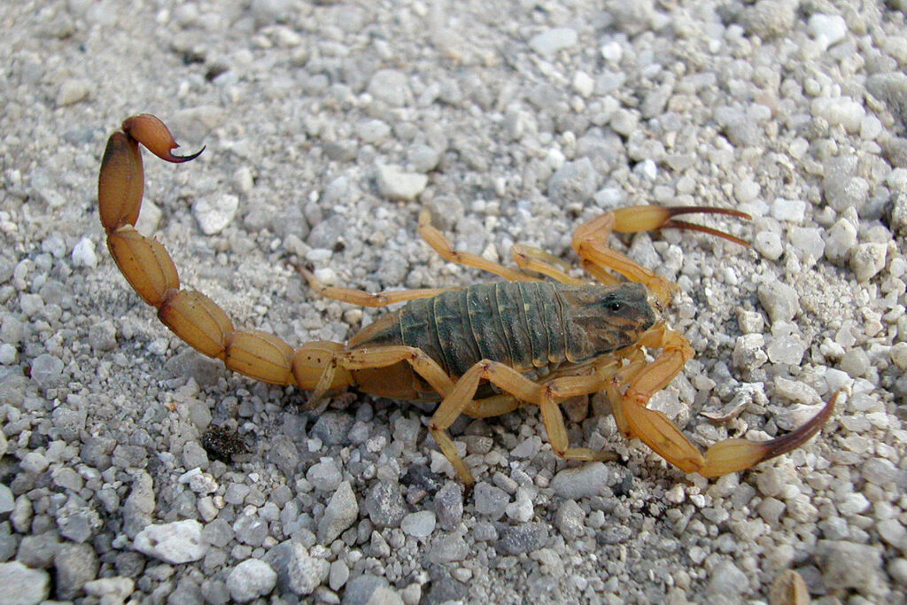 escorpiao tibagi