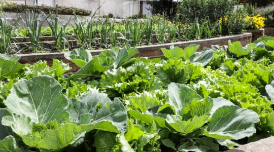fazenda urbana