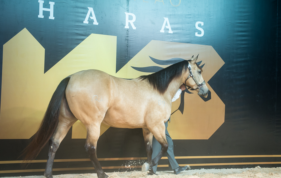 Lira compra cavalo de R$ 200 mil em leilão organizado por Wesley