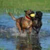 leptospirose-cachorros
