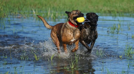 leptospirose-cachorros