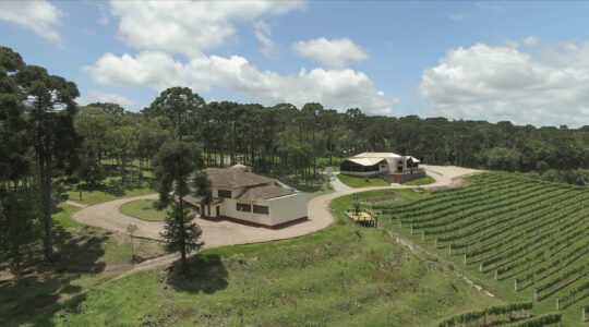 viniculas grande curitiba