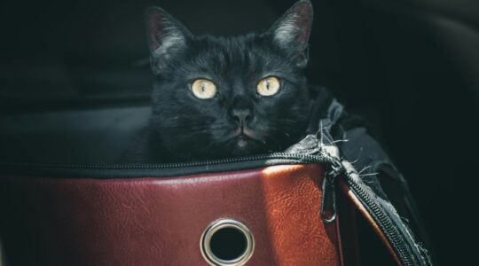 PEARSON-Especialista-destaca-beneficios-de-suplementos-para-tranquilizar-gatos-durante-viagens-Foto-Unsplash