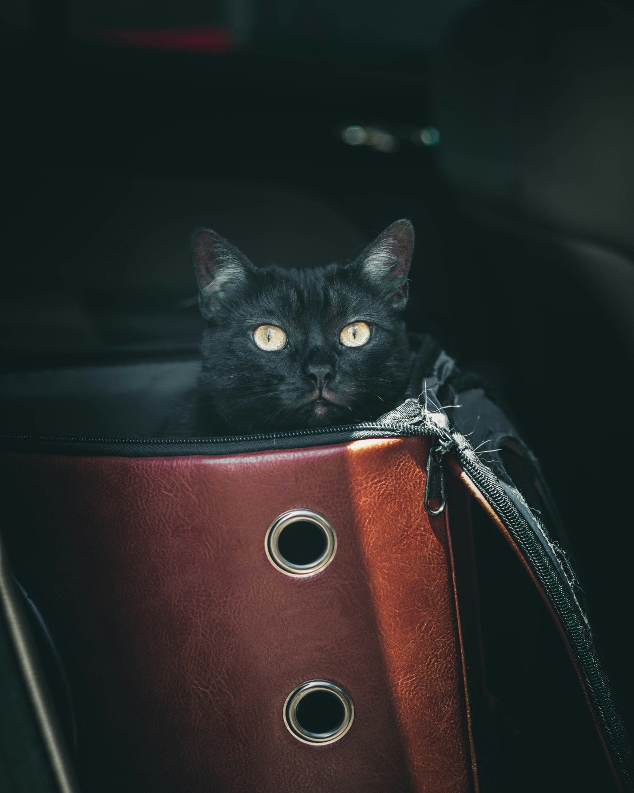 PEARSON-Especialista-destaca-beneficios-de-suplementos-para-tranquilizar-gatos-durante-viagens-Foto-Unsplash