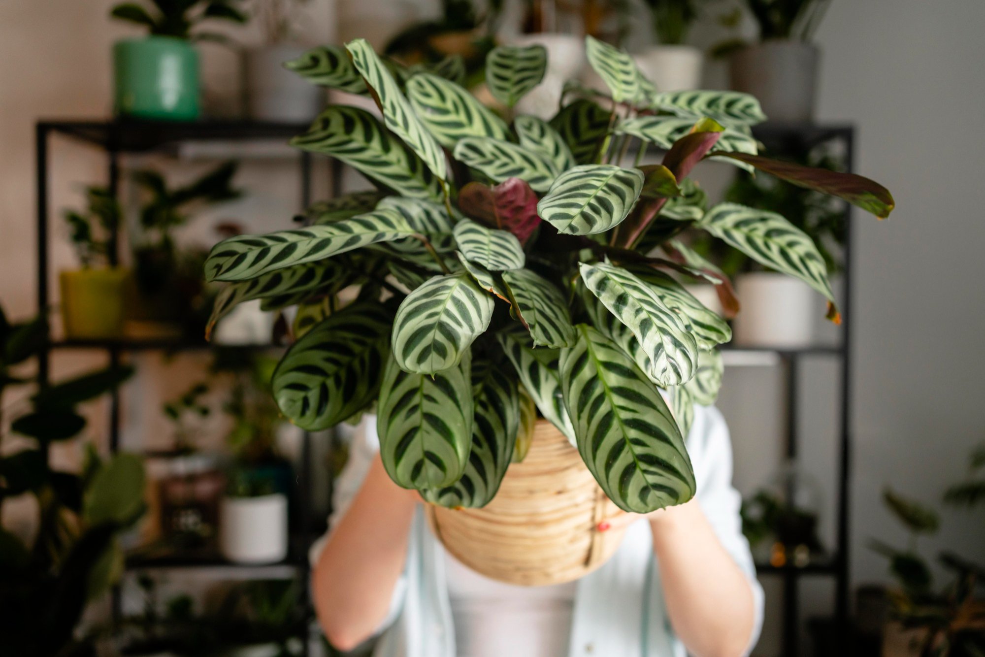 Planta