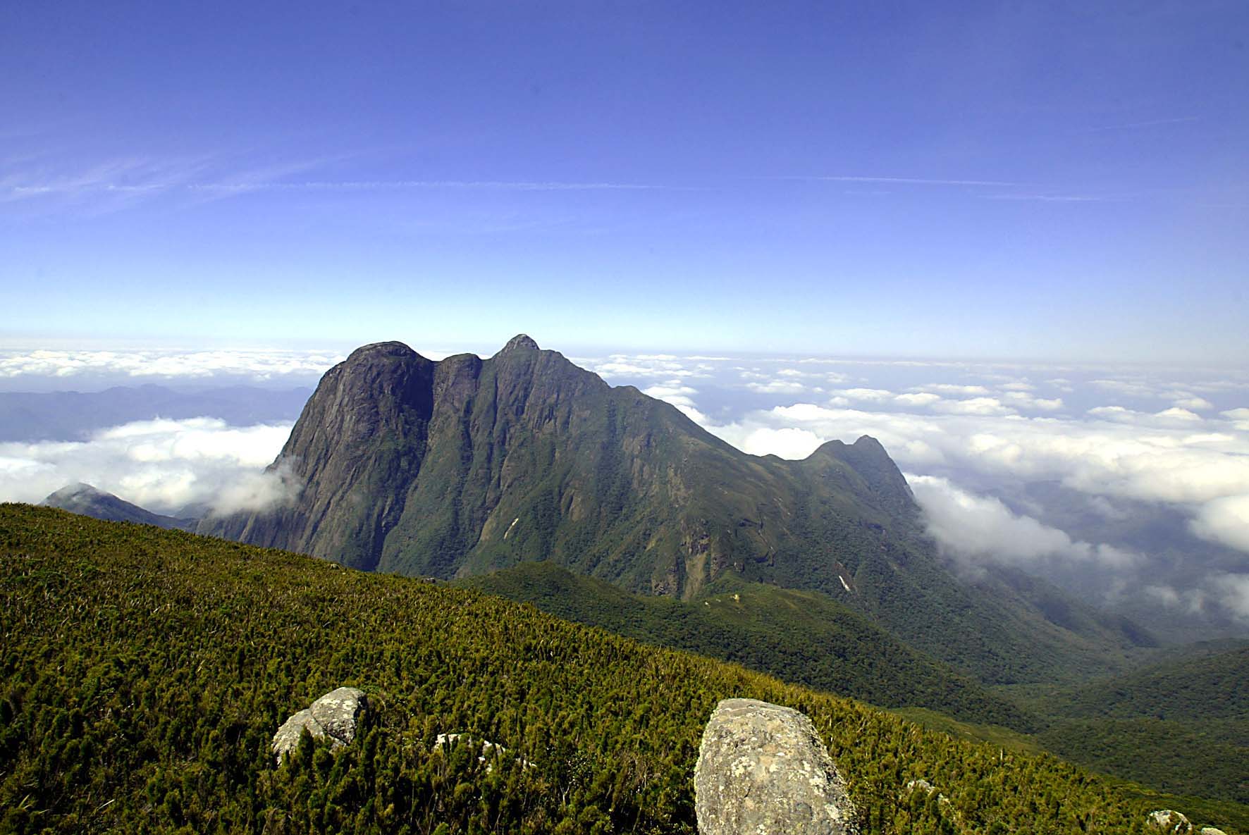 abelhas montanha