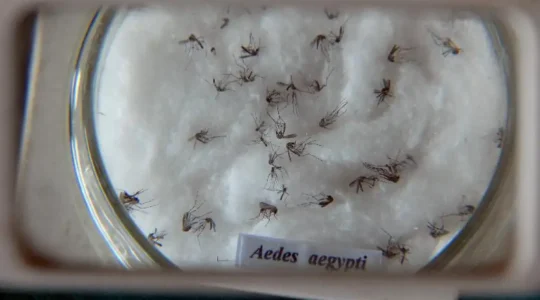 aedes_aegypti