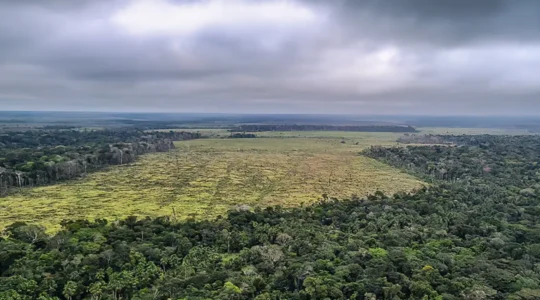 amazonia