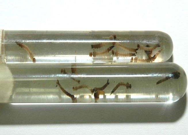 dengue sesa