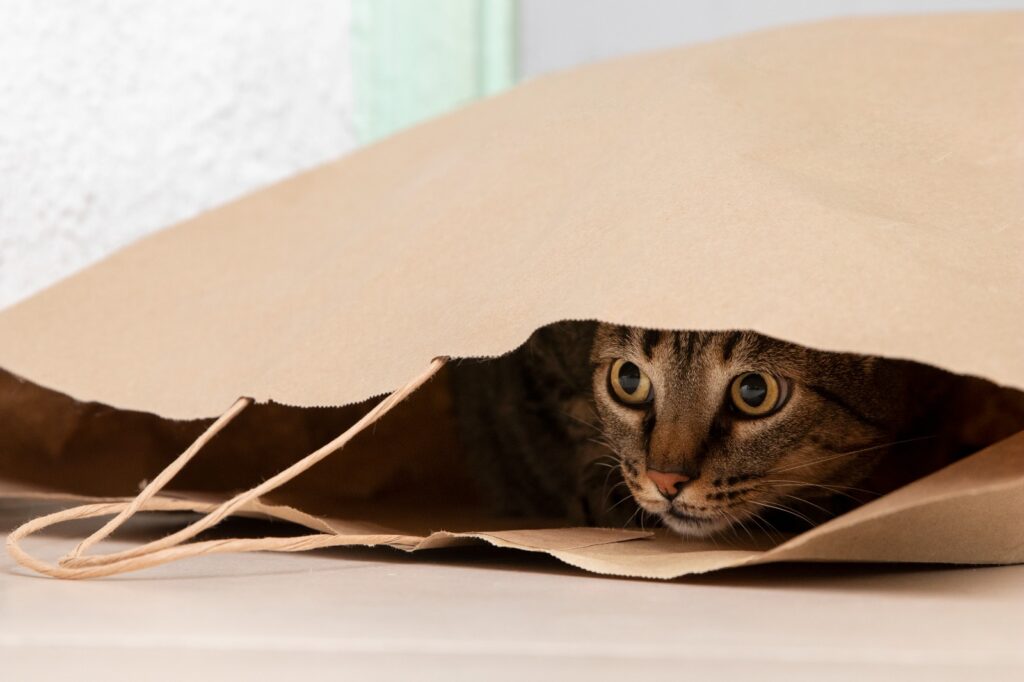 gato_fogos