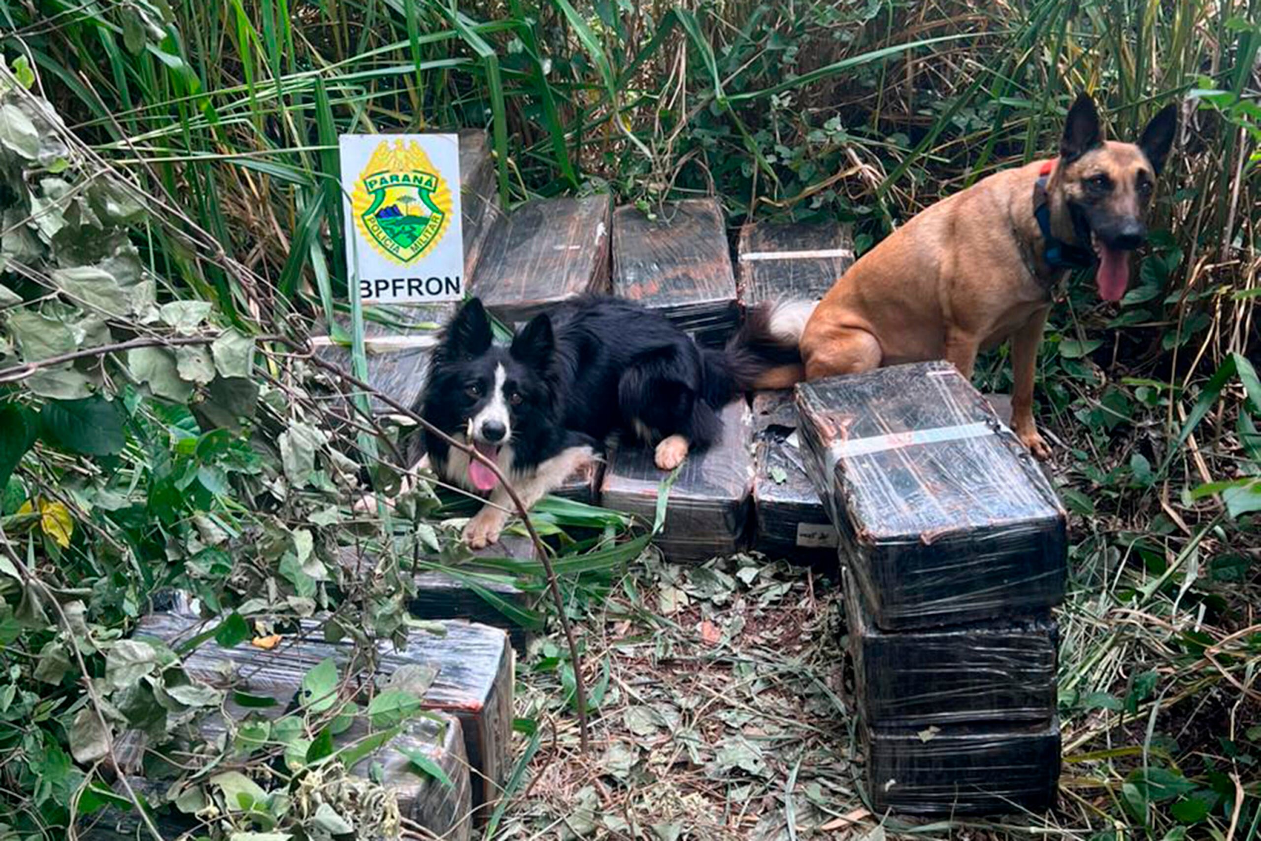 maconha caes farejadores