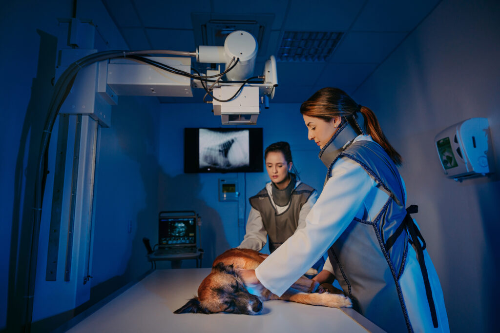2 – Medvet