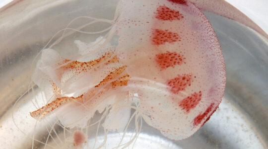 Saúde alerta para cuidados com queimaduras por águas-vivas. Foto: SESA