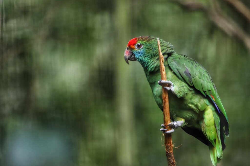 IAT promove observação de aves guiada na Ilha do Mel