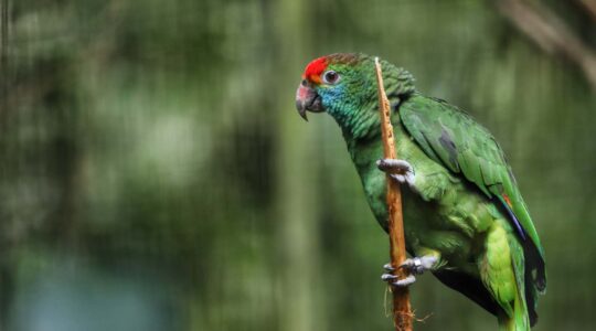 IAT promove observação de aves guiada na Ilha do Mel
