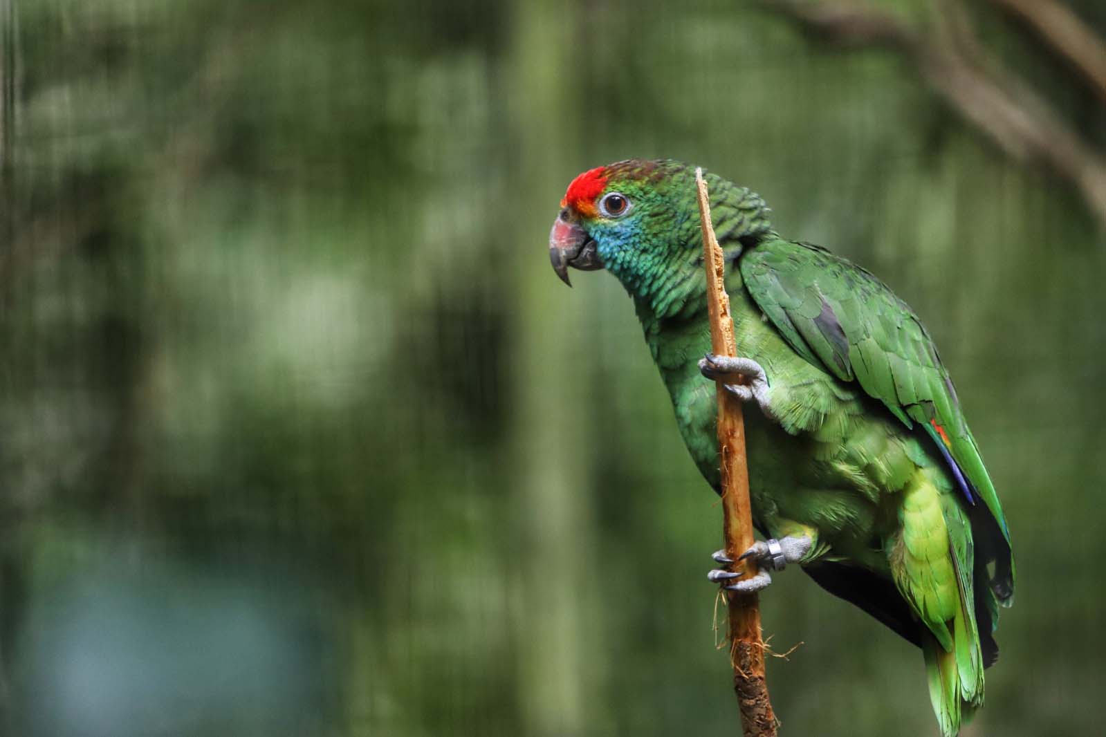 IAT promove observação de aves guiada na Ilha do Mel