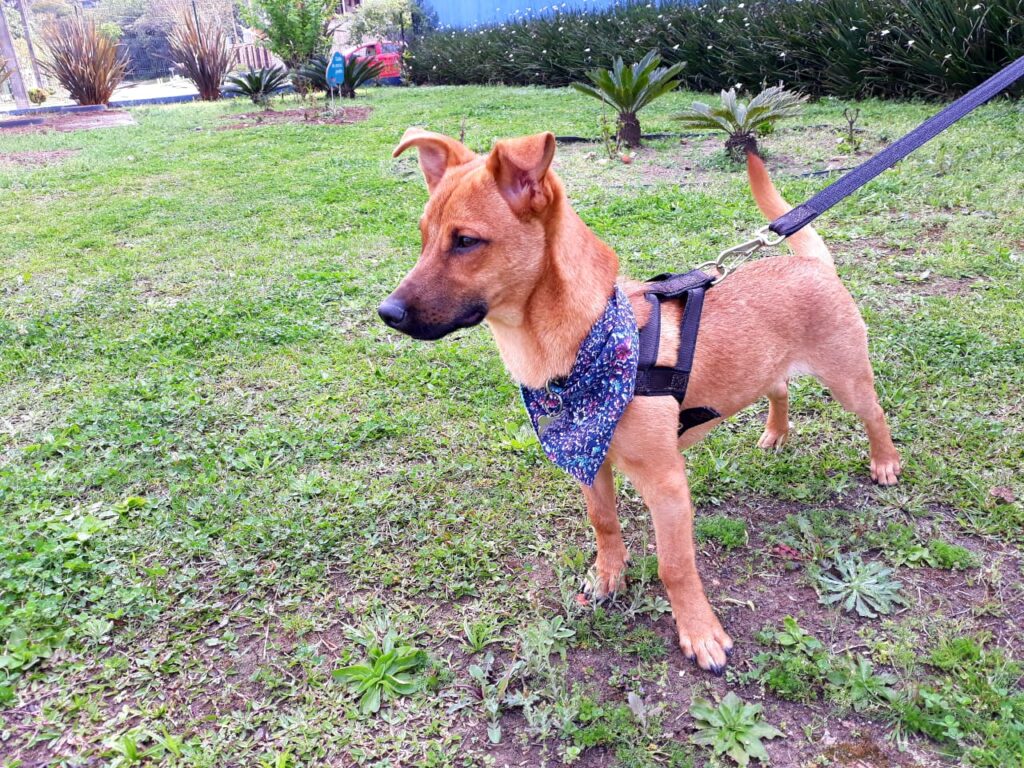 Scooby