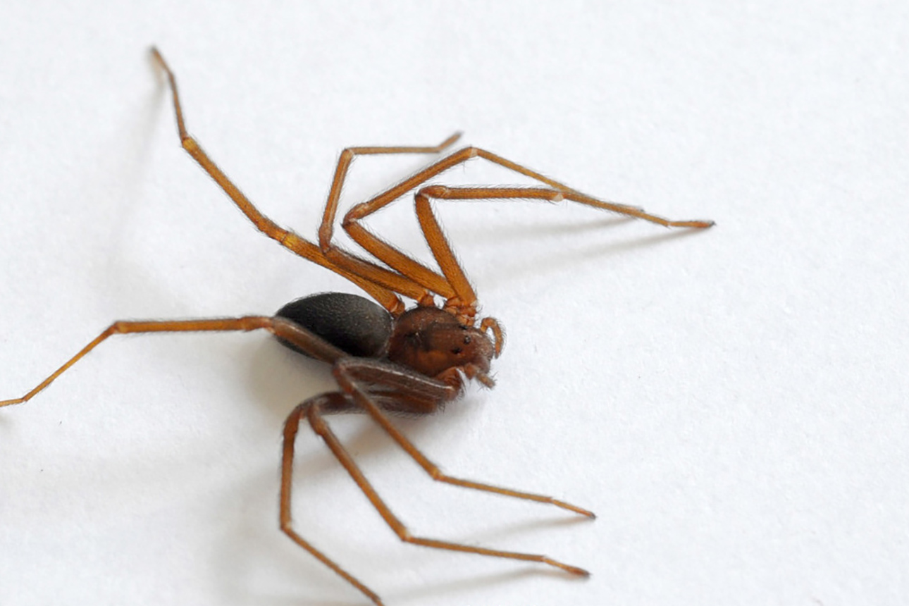Aranha Marrom (Foto: Venilton Kuchler/Arquivo SESA)
