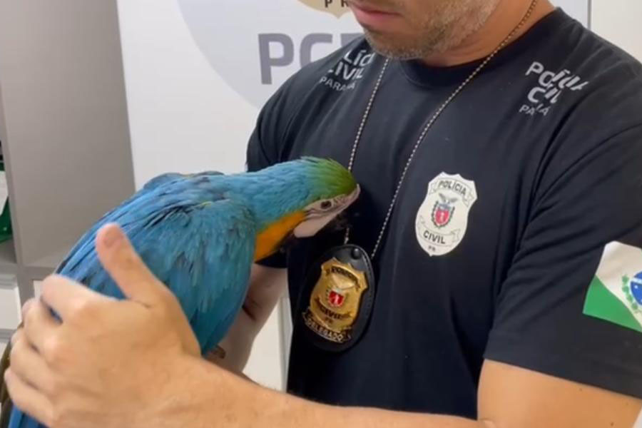 arara