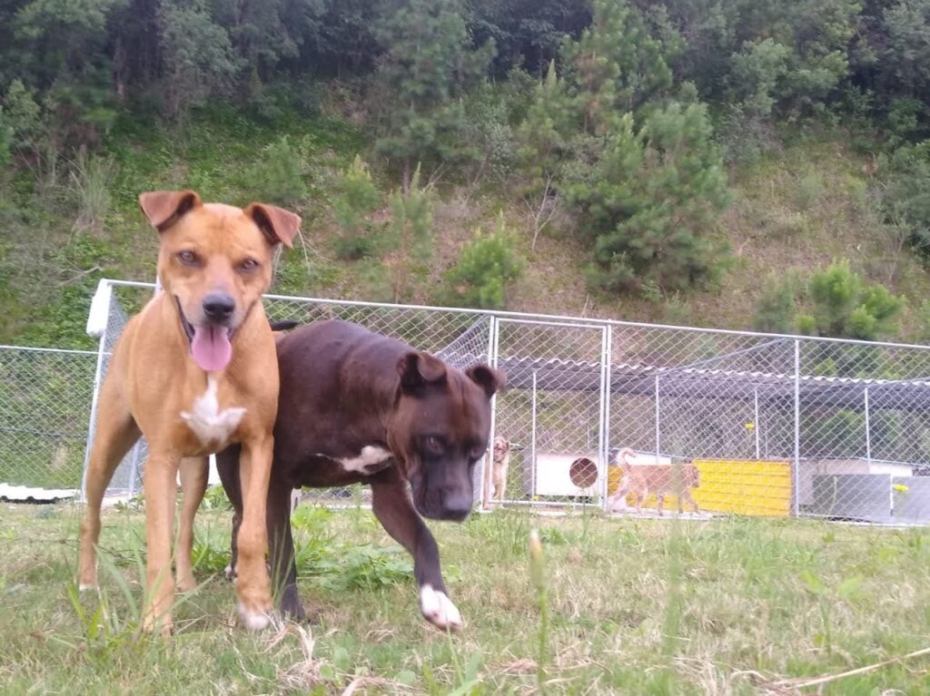 bruno-e-marrone
