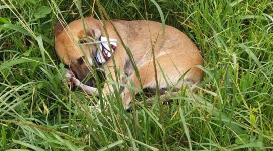 cachorra-fiel