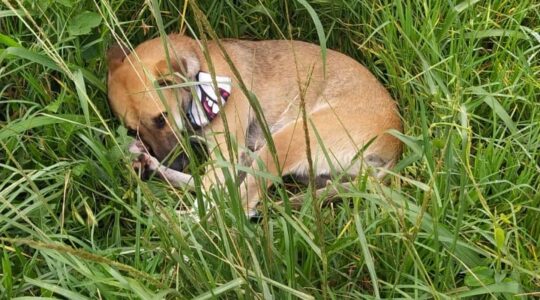 cachorra fiel