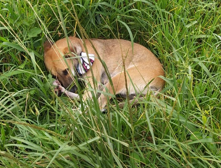 cachorra fiel