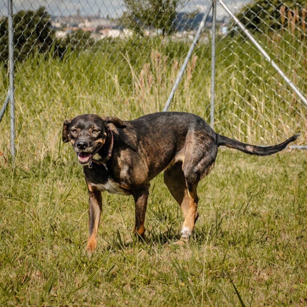 cachorro-resgatdo-preto