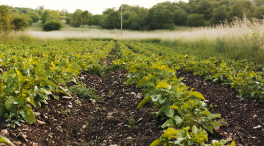 campo-agricola-longo